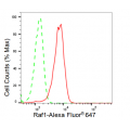 KD-Validated Raf1 Rabbit mAb (20 μl)