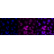 KD-Validated Phospho-RSK1 (S380) Rabbit mAb (20 μl)