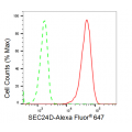 KD-Validated SEC24D Rabbit mAb (20 μl)
