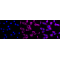 KD-Validated SEC24D Rabbit mAb (20 μl)
