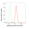 KD-Validated SMAD5 Rabbit mAb (20 μl)