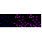 KD-Validated SMAD5 Rabbit mAb (20 μl)
