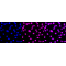 KD-Validated TARDBP Rabbit mAb (20 μl)