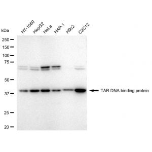 KD-Validated TARDBP Rabbit mAb (20 μl)