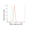 KD-Validated TEAD1 Rabbit mAb (20 μl)