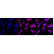 KD-Validated TEAD1 Rabbit mAb (20 μl)