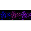 KD-Validated TEAD1 Rabbit mAb (20 μl)