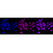 KD-Validated TEAD1 Rabbit mAb (20 μl)
