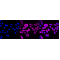 KD-Validated WNT5A Rabbit mAb (20 μl)