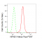 KD-Validated NFKB1 Rabbit mAb (20 μl)