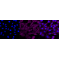 KD-Validated NFKB1 Rabbit mAb (20 μl)
