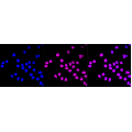 KD-Validated Grp75 Rabbit mAb (20 μl)