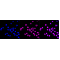 KD-Validated Grp75 Rabbit mAb (20 μl)
