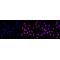 KD-Validated KAT7 Rabbit mAb (20 μl)