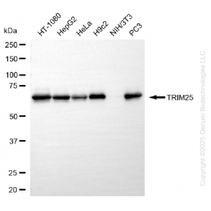 KD-Validated TRIM25 Rabbit mAb (20 μl)