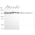 KD-Validated BAG6 Rabbit mAb (20 μl)