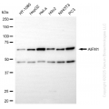 KD-Validated AIFM1 Rabbit mAb (20 μl)