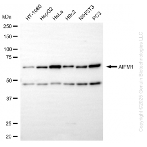 KD-Validated AIFM1 Rabbit mAb (20 μl)