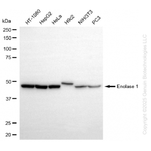 KD-Validated ENO1 Rabbit mAb (20 μl)