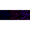 KD-Validated ACAA2 Rabbit mAb (20 μl)