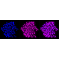 KD-Validated AGL Rabbit mAb (20 μl)