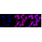 KD-Validated ARPC2 Rabbit mAb (20 μl)