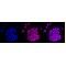 KD-Validated CLP1 Rabbit mAb (20 μl)
