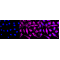KD-Validated DES Rabbit mAb (20 μl)