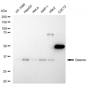 KD-Validated DES Rabbit mAb (20 μl)