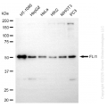KD-Validated FLI1 Rabbit mAb (20 μl)