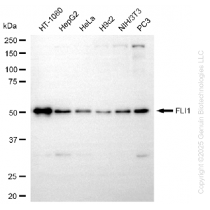KD-Validated FLI1 Rabbit mAb (20 μl)
