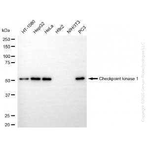 KD-Validated CHEK1 Rabbit mAb (20 μl)