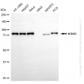 KD-Validated IKBKB Rabbit mAb (20 μl)