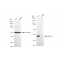 KD-Validated AKR1C1/2 Rabbit mAb (20 μl)
