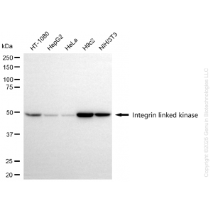 KD-Validated ILK Rabbit mAb (20 μl)