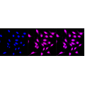 KD-Validated AMBP Rabbit mAb (20 μl)