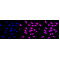 KD-Validated AMBP Rabbit mAb (20 μl)