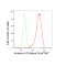 KD-Validated ANXA10 Rabbit mAb (20 μl)