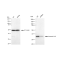 KD-Validated ANXA10 Rabbit mAb (20 μl)