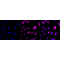 KD-Validated AP2M1 Rabbit mAb (20 μl)
