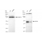 KD-Validated AP2M1 Rabbit mAb (20 μl)