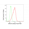 KD-Validated ARID1A Rabbit mAb (20 μl)