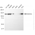KD-Validated NEDD4L Rabbit mAb (20 μl)