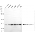 KD-Validated PRKAG1 Rabbit mAb (20 μl)