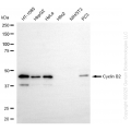KD-Validated CCNB2 Rabbit mAb (20 μl)