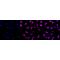 KD-Validated ATG4B Rabbit mAb (20 μl)
