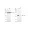 KD-Validated ATG4B Rabbit mAb (20 μl)