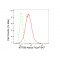 KD-Validated ATP5B Rabbit mAb (20 μl)