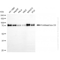 KD-Validated FOXO3 Rabbit mAb (20 μl)