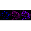 KD-Validated CASP2 Rabbit mAb (20 μl)